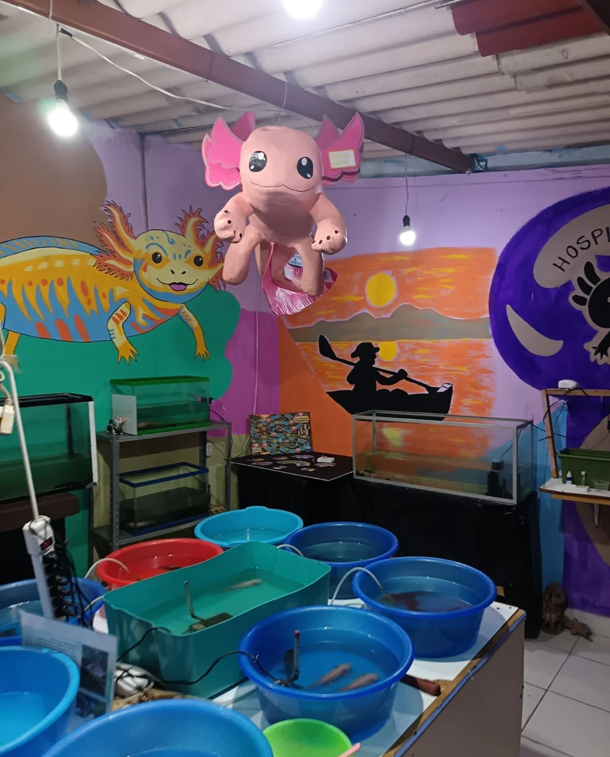 Peluche de ajolote colgado y tinas con ajolotes
