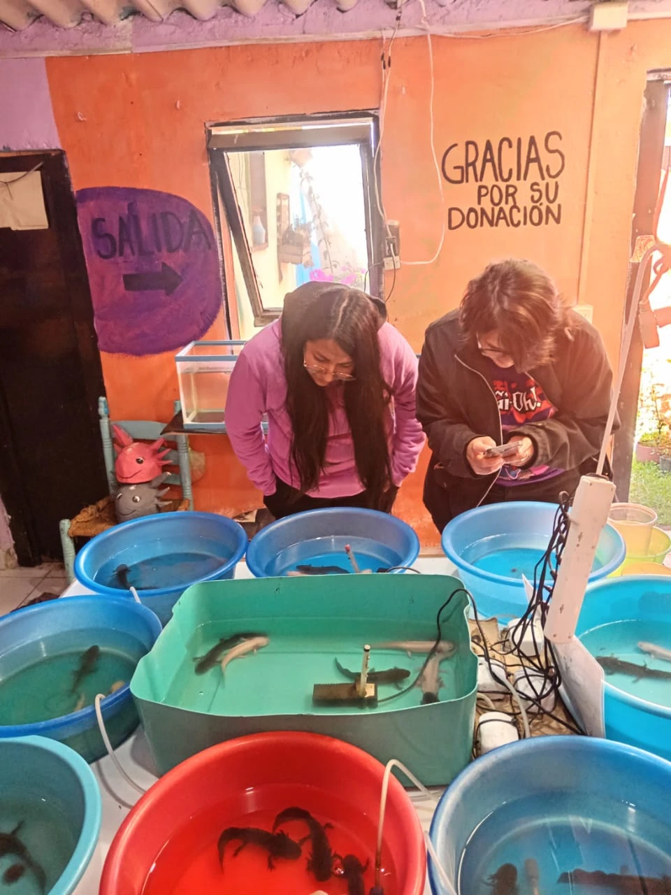 Visitantes observan ajolotes junto al letrero de donaciones